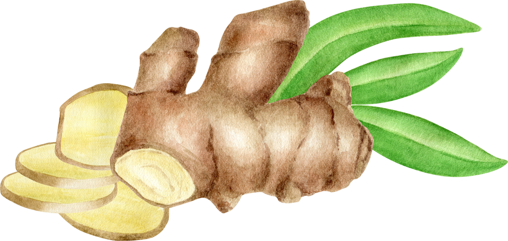 Watercolor ginger root with leaves and slices illustration